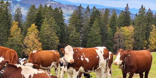 15 Die Landschaftspflegerinnen vom Feldberg